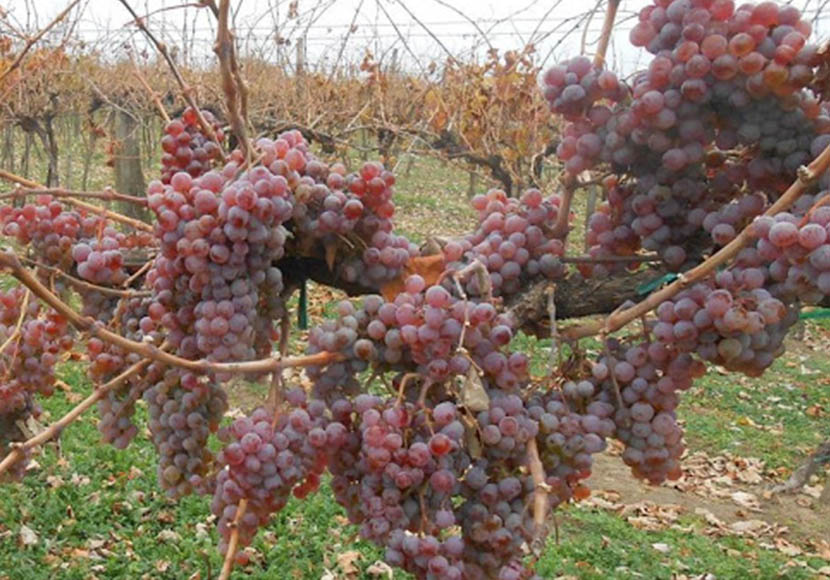 Kövidinka, Magyarországon őshonos, késői szüretelésű szőlő