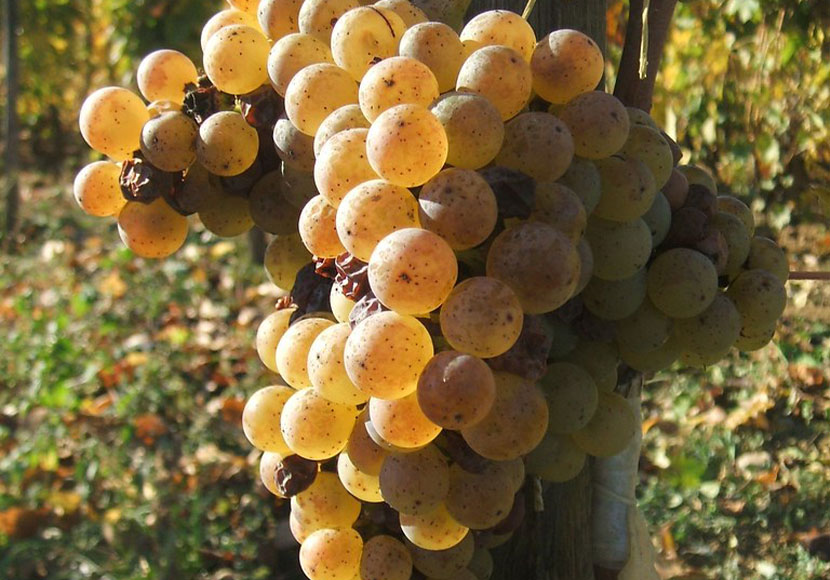 Pozsonyi fehér szőlő